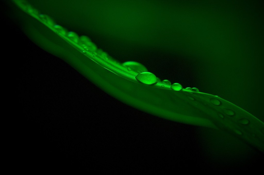 “Ego’s claims.”