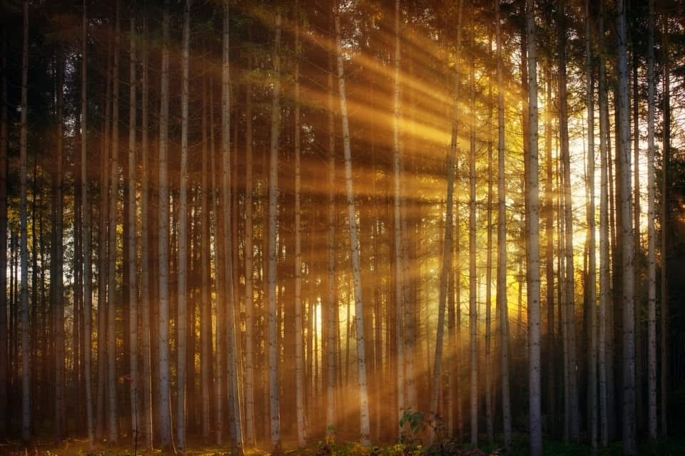 “The difference between the mind and awareness.”